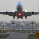 Image for article titled Puppy Dies On KLM Flight from Amsterdam to Boston